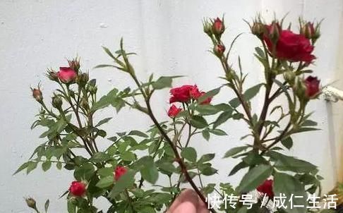 光照|养花却不开花？学会这一招，立马开花爆盆给你看！