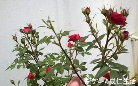 养花却不开花?学会这一招,立马开花爆盆给你看!