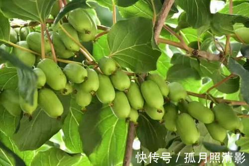 阳台别光养花草,种2棵果树,沾土就能活,新手也会养