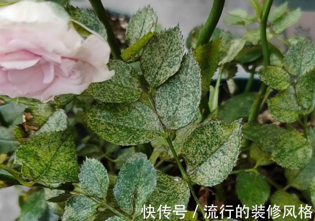 黄叶|养花“黑名单”实在太难养,心累