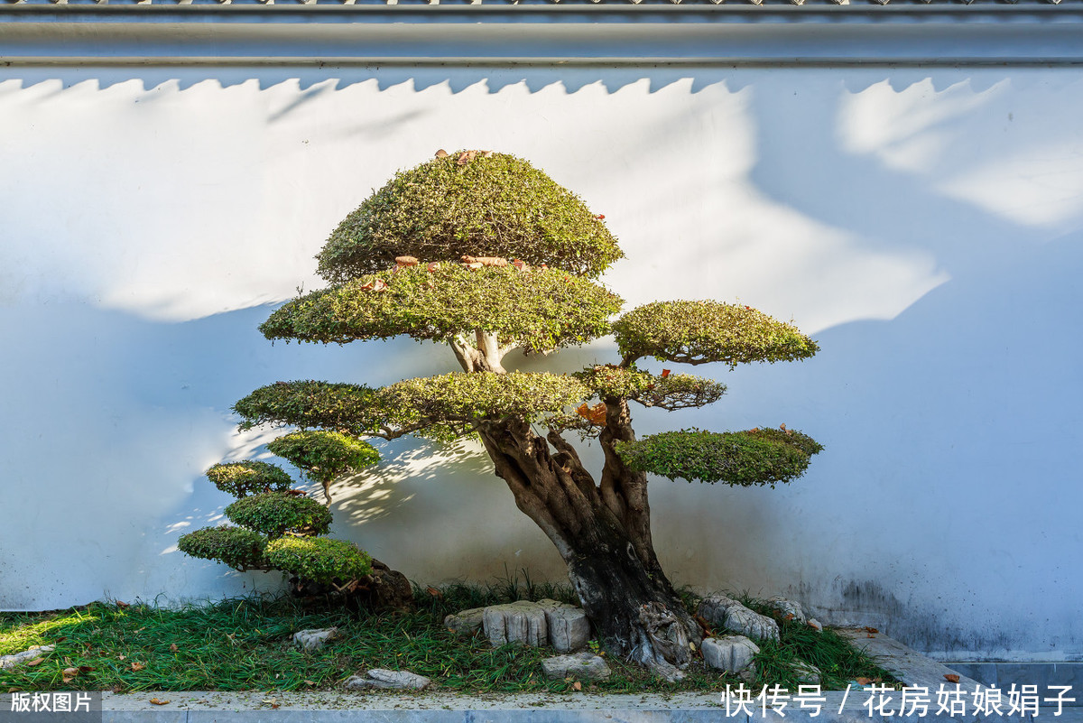 遮盖物|60后盆景大师的忠告,不能进的10个误区,踩中1个,白干1年