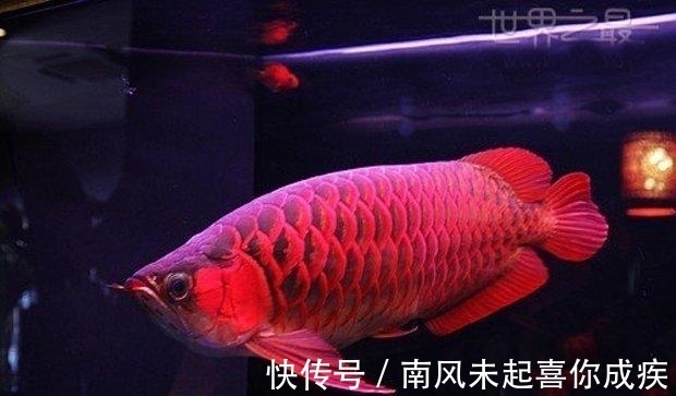 据说这是最贵的鱼,一条能抵一栋别墅,光是吃的就要300万!