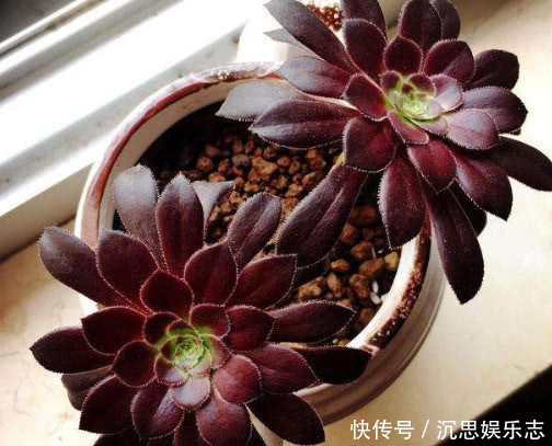 法师|多肉黑法师怎么养教你3个小妙招,养出乌黑油亮的黑法师