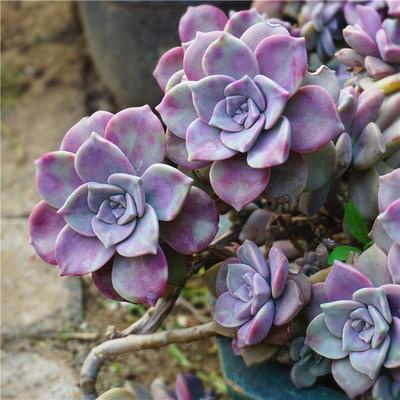 4种多肉植物好养活,不怕晒不怕热,太阳越晒越好看!