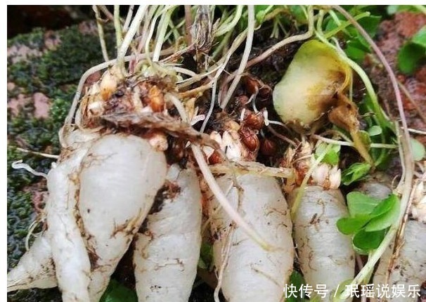 肝热目赤肿痛|肝脏不好,不要忙着吃药,多吃此物,保护肝脏,还排出身体的毒素