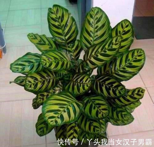 竹芋观叶价值高,这样养还能开花,令人惊奇!