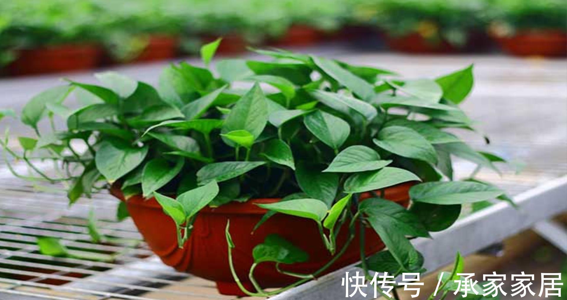 花盆|绿萝叶片稀疏发黄，常见的原因你肯定想不到，解决了就能养爆盆