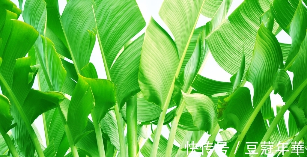 诗句|三首清新的咏芭蕉诗词,韵味悠长,美不胜收