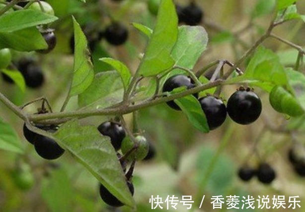 龙葵果|农村常见的“黑蛋蛋”,是口腔溃疡的良药,还能活血解毒!