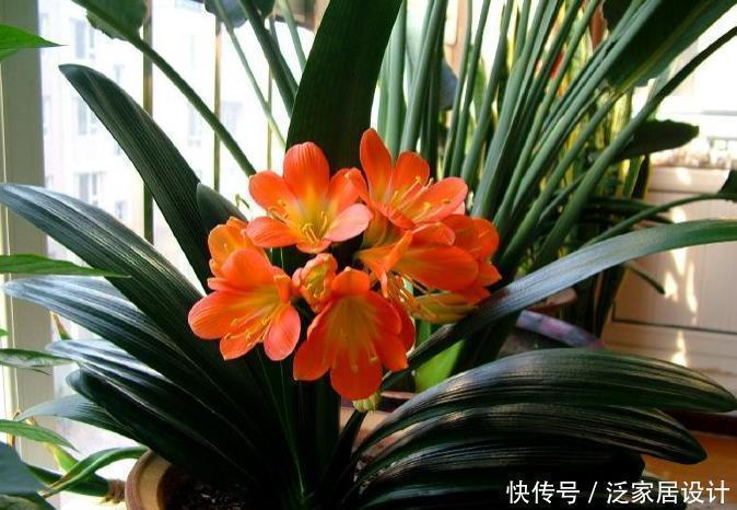 浇水|“翩翩”君子兰总是烂根土壤里撒点“它”,肉根白胖不腐烂