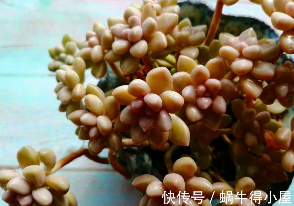 这些多肉九月末还不见状态,是不是哪里出了问题?它们只是慢性子