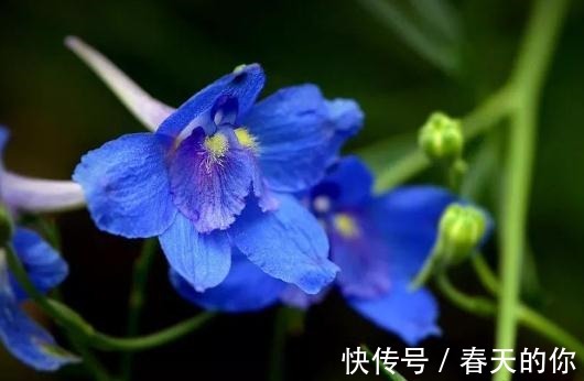 翠雀养家中，一点“垃圾”扔盆里，花朵似“鸟雀”，一开一大片