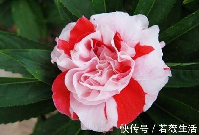 4种花好养又漂亮,花香四溢飘满屋,阳台变成小花园