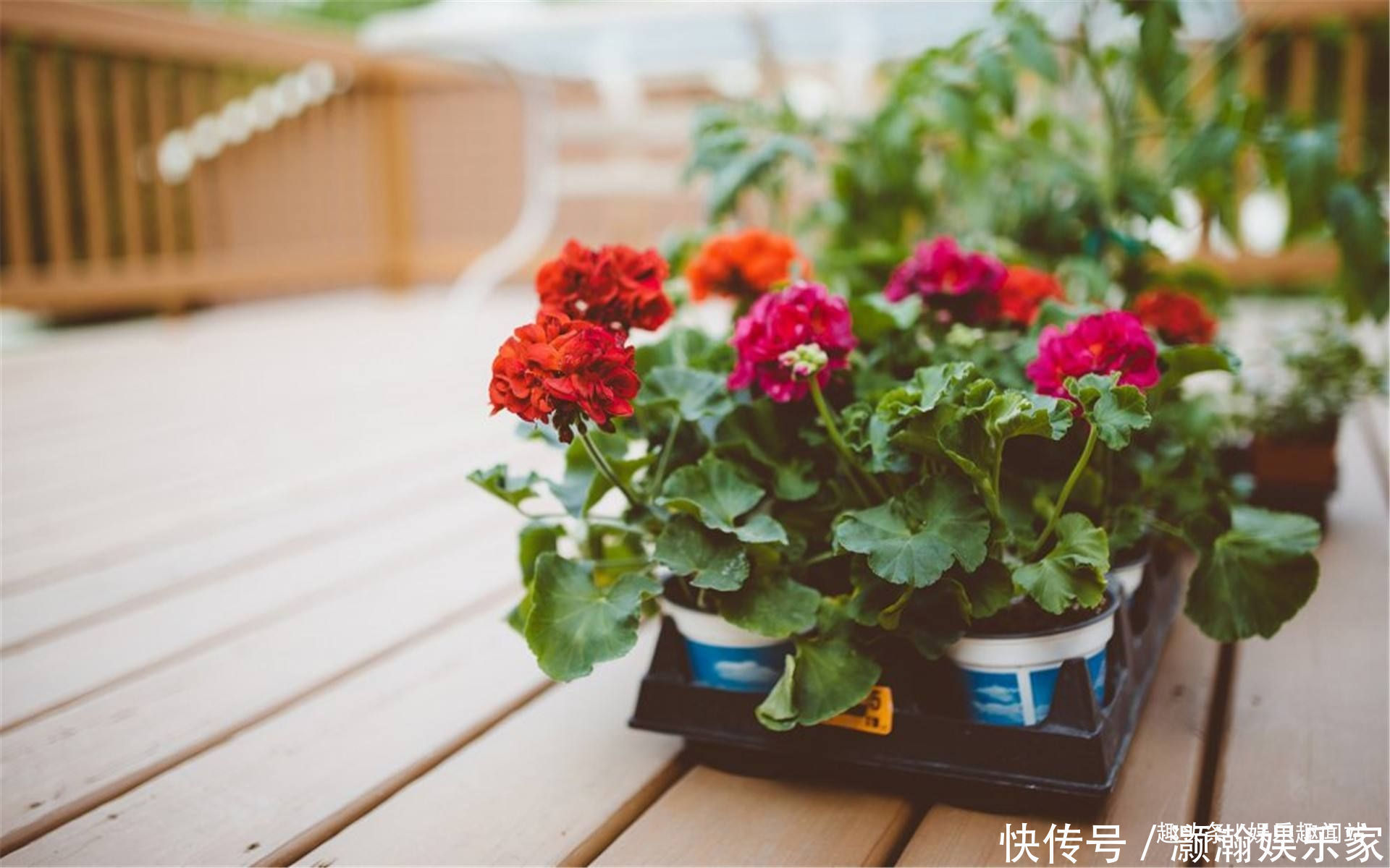 浇花|香蕉皮和红糖泡在一起，用来浇花效果惊艳，看完抓紧试试