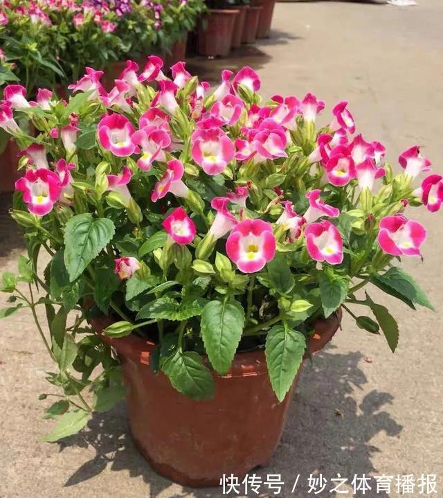 最爱晒太阳的8种花,越晒开花越多,阳台养几盆,开花成海