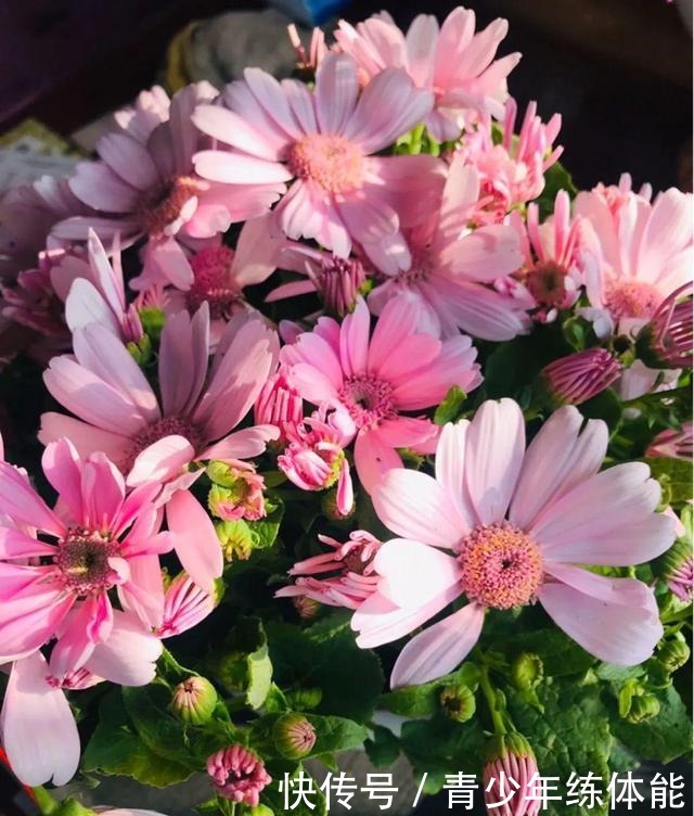 花市大捡漏,10种花现在买特合适,养一养就爆盆!