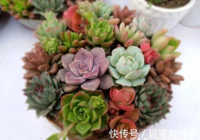 蒂亚|5种多肉,多晒晒就“脸红”,颜值高爱爆盆,是多肉佳品