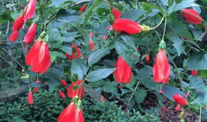 7种全年开花的植物,特别好养,喜欢养花不养它就亏了