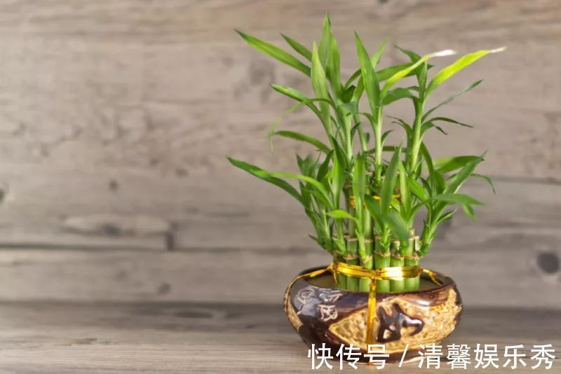 7种寓意“旺财”的花,适合养在家里,看着就有好兆头