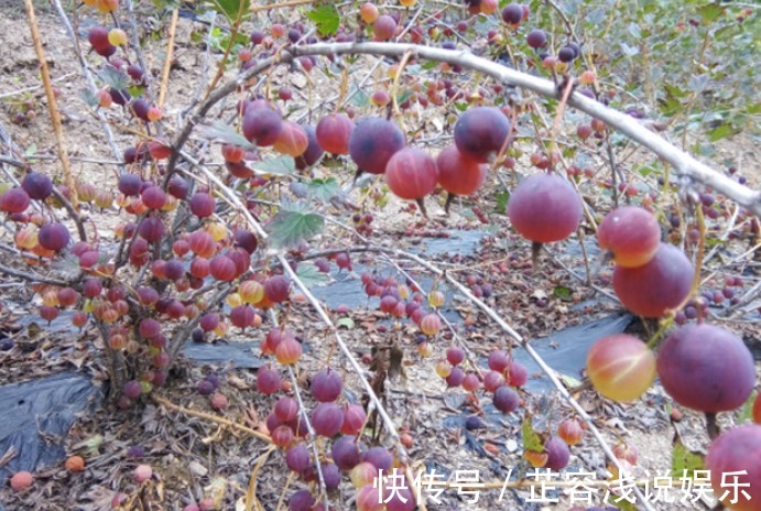 盆栽|谁还记得这种“虫不爬”的野果?目前价值很高,请珍惜