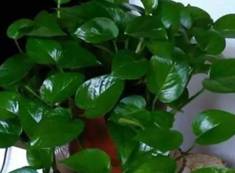 复合肥|绿萝生长慢吞吞,给它喂几个小颗粒,绿萝变成“大瀑布”