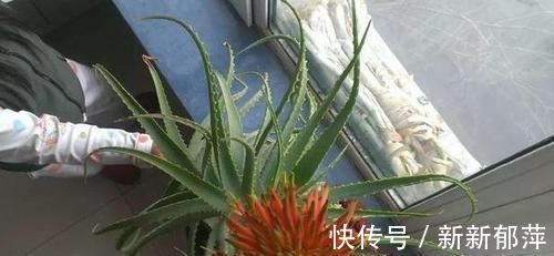 绿色植物|想要芦荟成老桩?知道这个妙招,叶片厚实肥美,几年就成树