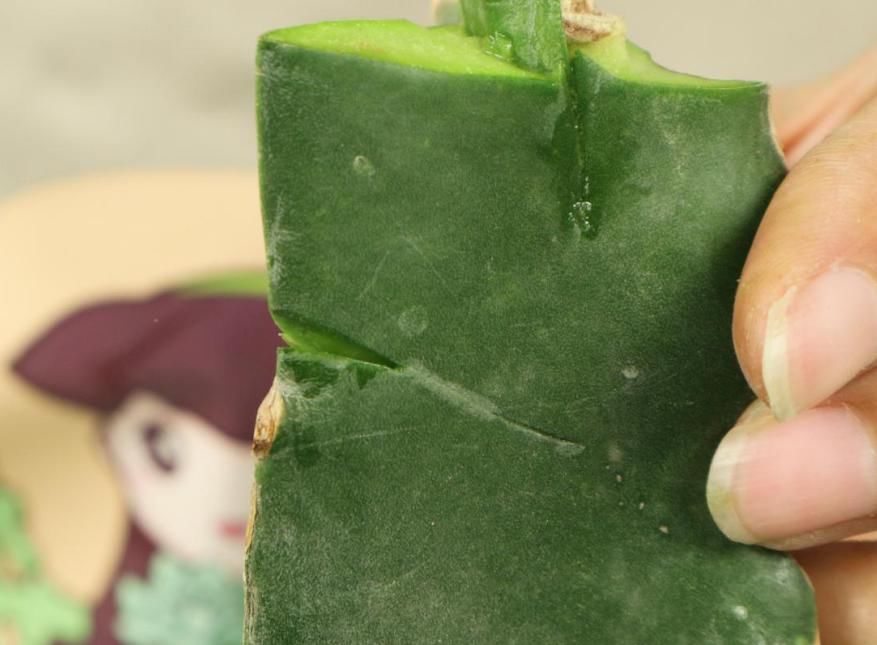 养护蟹爪兰，要注意8个要点，才能开出仙气飘飘花