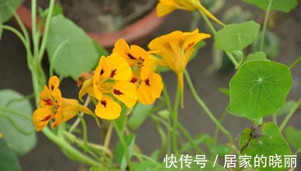 阳台上|农历8月5日开始,养花养个耐看的,养护简单花朵鲜艳,花开满枝头