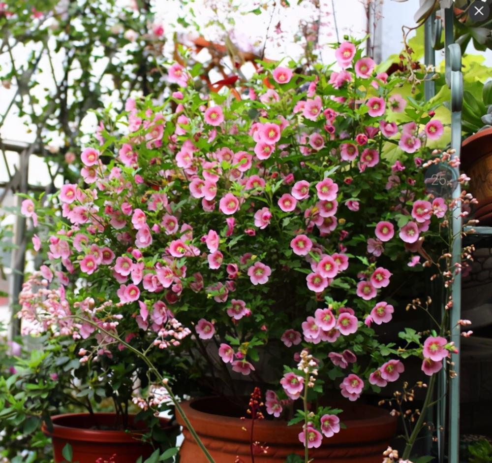 休眠|6种漂亮花,就怕下雨天,淋雨就发黄,雨天快搬屋里去