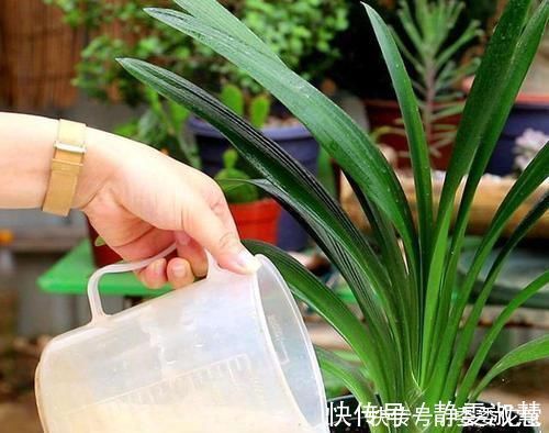 肥料|养护君子兰,2个肥料轮流用,一种长厚叶,一种开大花