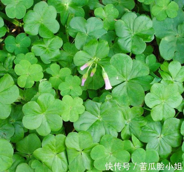 野草|农村满地到处的野草,能清热解毒,治疗月经不调,助消化,你知吗