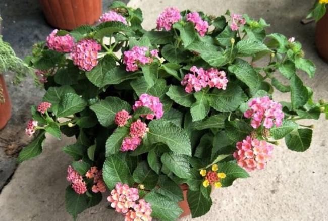 新人盆栽五色梅，轻松树立养花自信，管理还不容易出问题