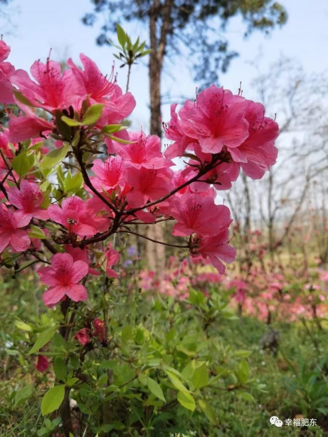 宛如仙境！肥东百万株映山红进入盛花期！不要错过~