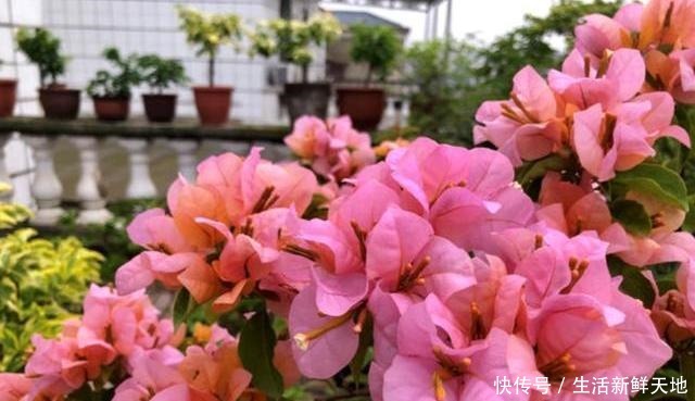 想让三角梅变“开花机器”,注意这几点,叶片不黄,花开不断!