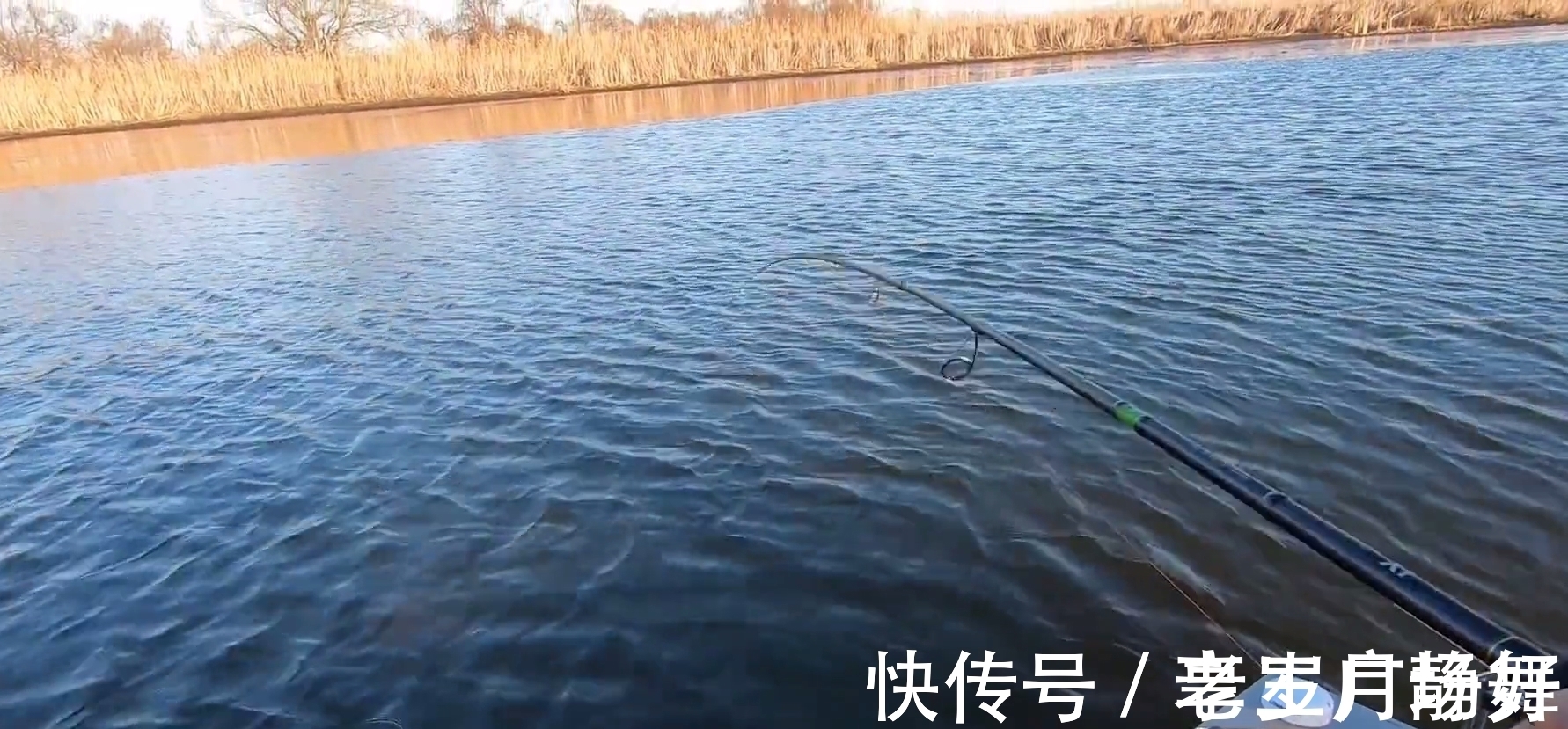 野生鲫鱼能长到半米长?北方钓友无人区钓起5.2斤野生大板鲫