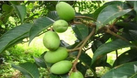 补充营养|中年人想要身体好，三种食物换着吃，补充营养，提高免疫力！