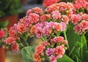 蟹爪兰|长寿花和蟹爪兰可以做邻居吗原来这么“养”，枝叶茂密花开不断