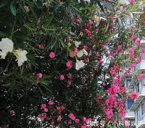 盛开|夹竹桃盛开的这扇门后,曾有过辛亥元勋的足迹