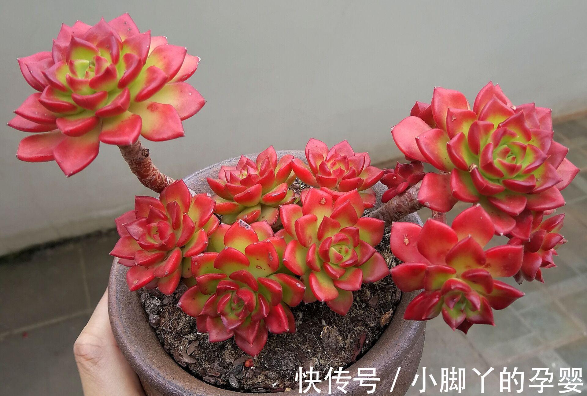 那些你可能不知道的多肉植物小秘密