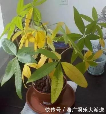 烂根|多亏养花达人提示，养金钱树、发财树，掌握3个技巧，蹭蹭长绿叶