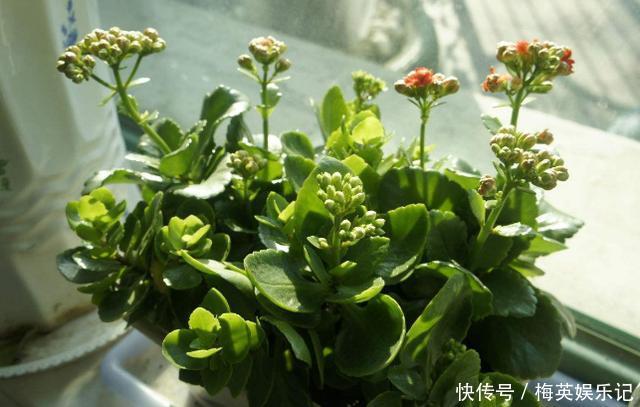 扦插长寿花:从母株上选枝叶、催根、育苗,得做好这些细节