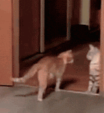 |搞笑动图:不好好走路,哥们你抽筋了么?