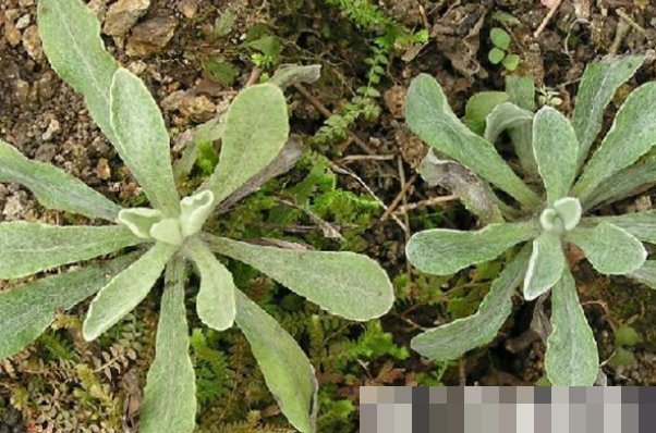 以下四种天然的“止咳药”，漫山遍野都是，农村的人很爱吃