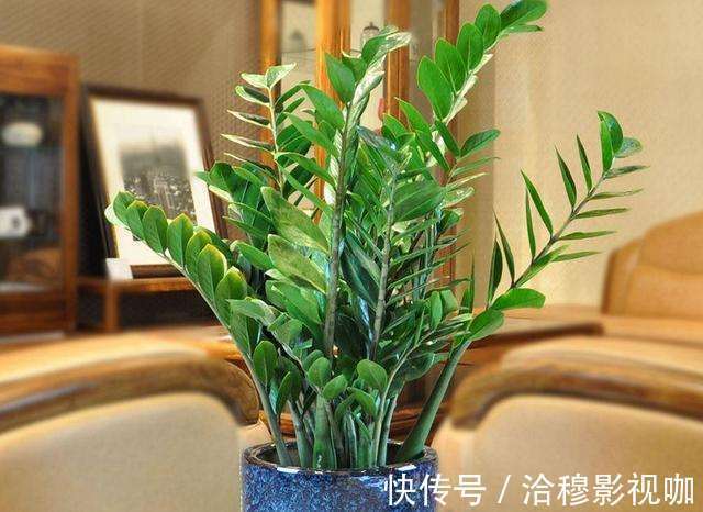 植株|6种“生财花”，夏季养家里，“浇水”要注意，要不黄叶、烂根