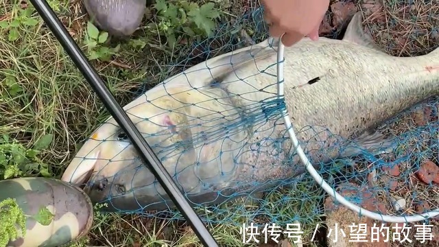 洪湖河道鲢鳙成灾，黑压压一片都是鱼邓刚来了也犯怵