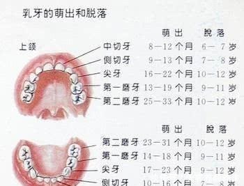 轩轩|7岁男孩长出“双排牙”,要一颗一颗拔掉,奶奶自责不已,赖我啊!