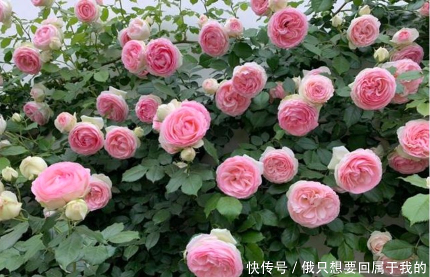 4种花漂亮又好养，花期长达200天，比牡丹好看，比吊兰好养