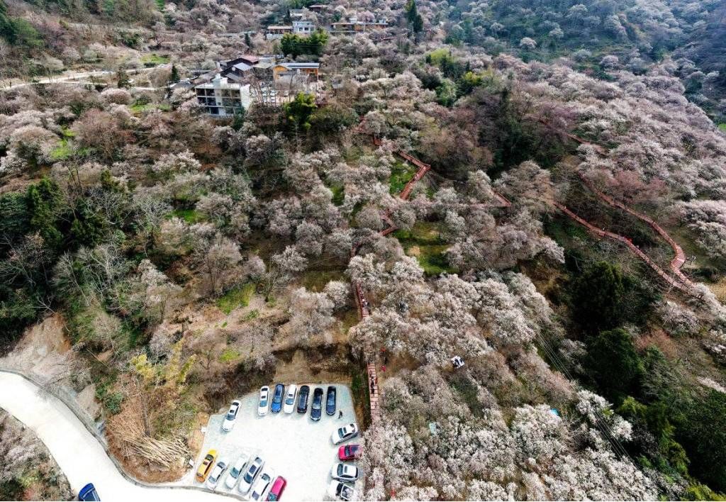 印象梅林|四川平武印象梅林获评国家4A级风景区 景区梅文化延续600年