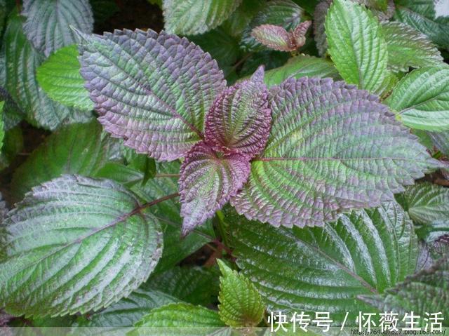 氨基酸|1叶子了不得!全身是宝!护肝脏、降血脂、降压、预防血栓和癌变