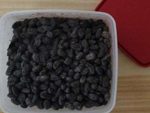 6月养君子兰，别忙着“浇水”，盆里扔“一豆”，花儿呼呼爆不停